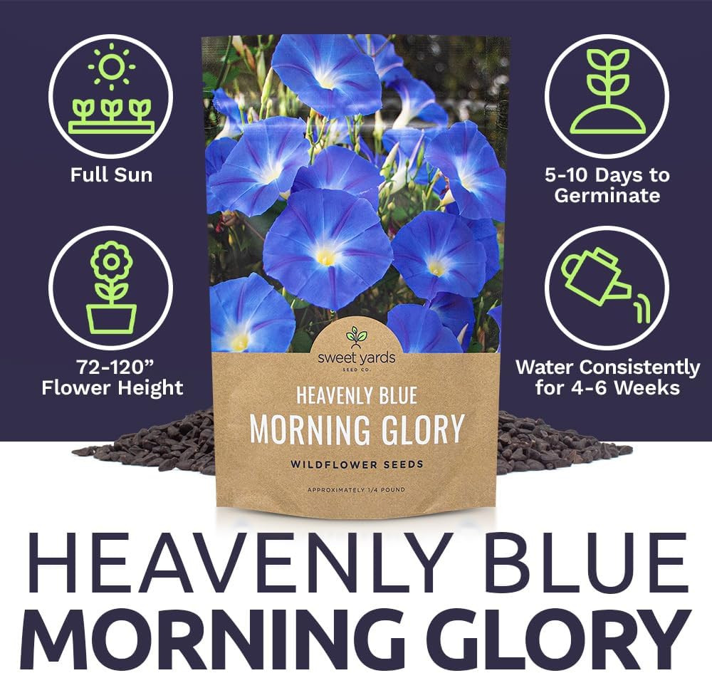 Morning Glory Seeds Heavenly Blue – Bulk 1/4 Pound Bag – over 4,000 Fresh Flower