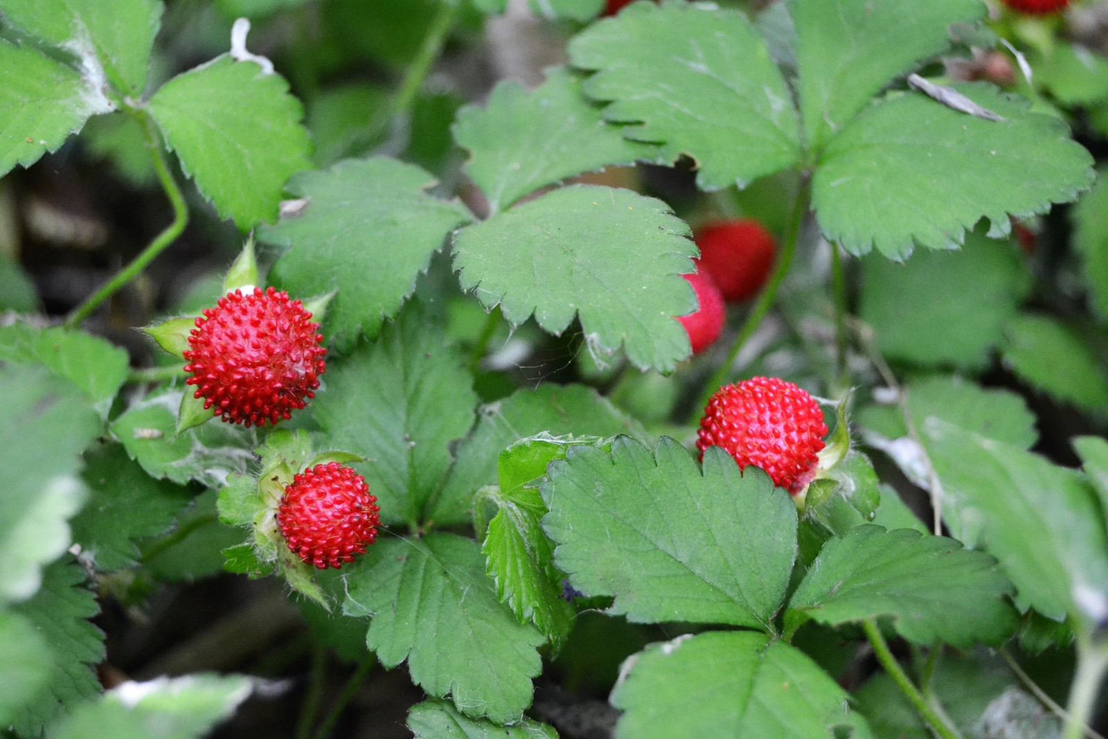 80 California WOODLAND STRAWBERRY Fragaria Vesca Bracteata Red Berry Fruit Seeds