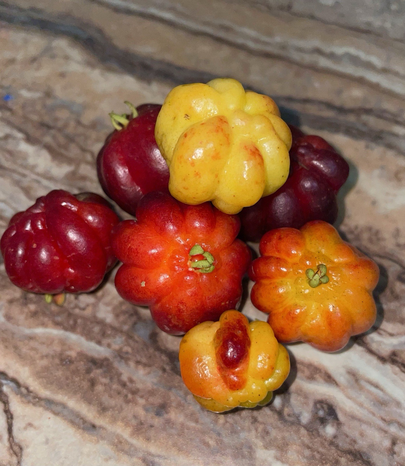 Surinam Cherry Red Eugenia Uniflora Pitanga 4-7″ nangapirí Myrtaceae