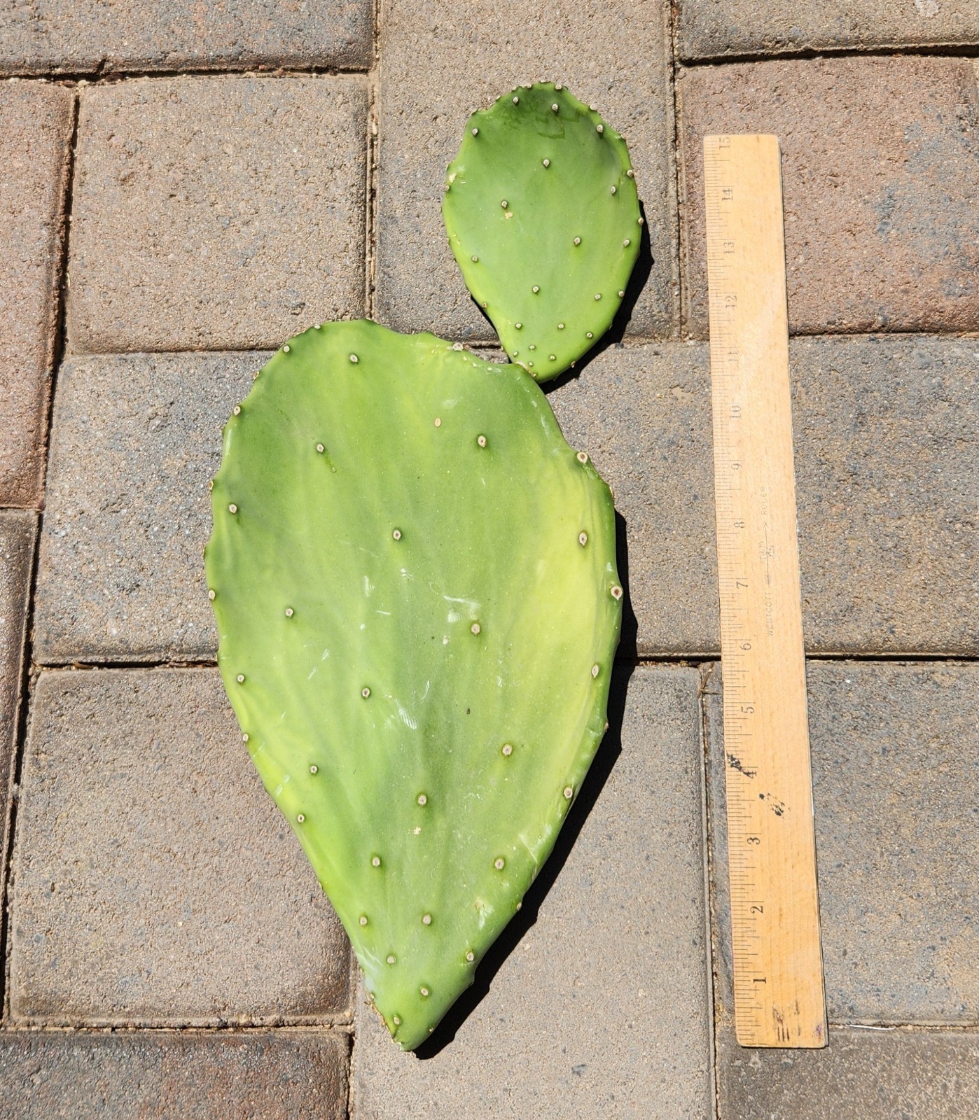 Opuntia Gomei Old Mexico Prickly Pear Cactus Pad Cutting Segment