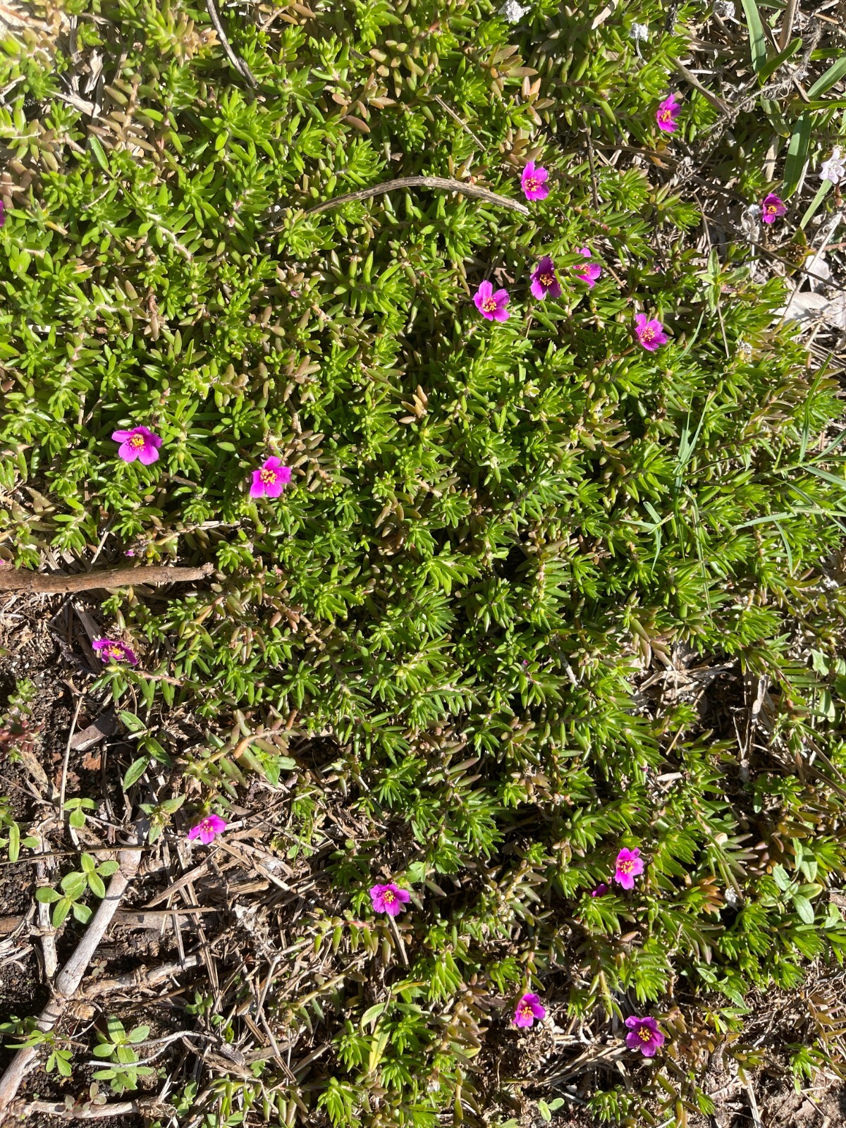 Teeny tiny, so pretty Portulaca Live plant Potted Moss Rose Purslane pot