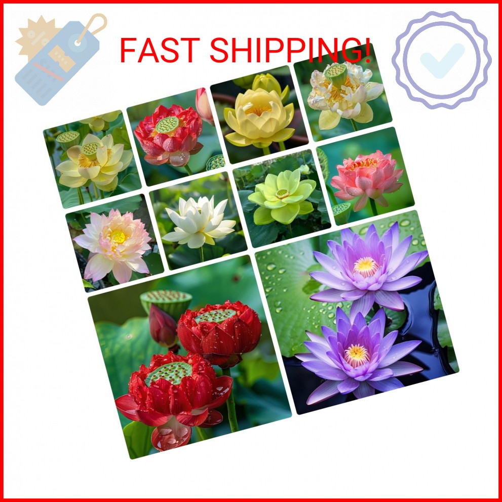 60pcs Mix Bonsai Lotus Seeds for Planting in Water Bowl Lotus Seed Water Lilys F