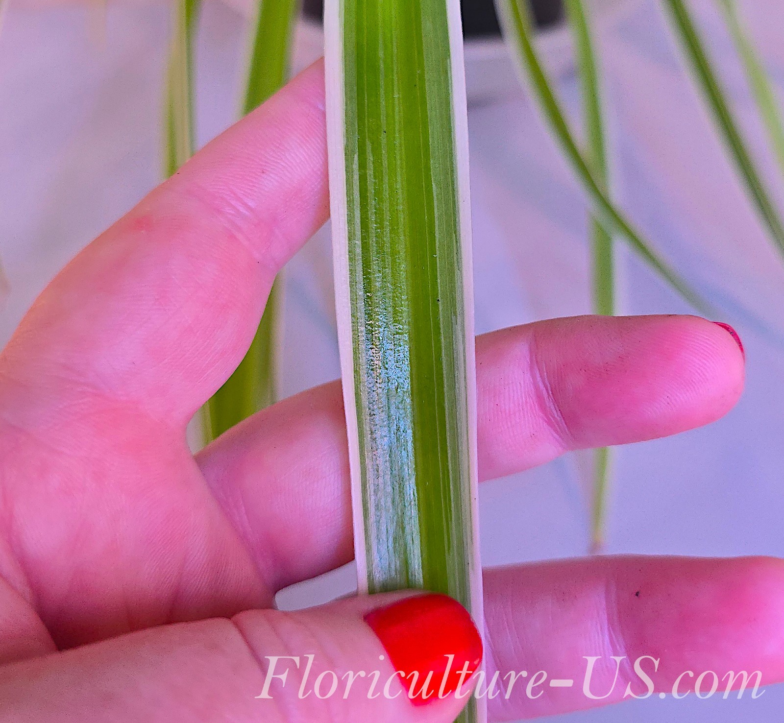 Chlorophytum Comosum “Irish”, 6”, Live Plant, Spider Plant