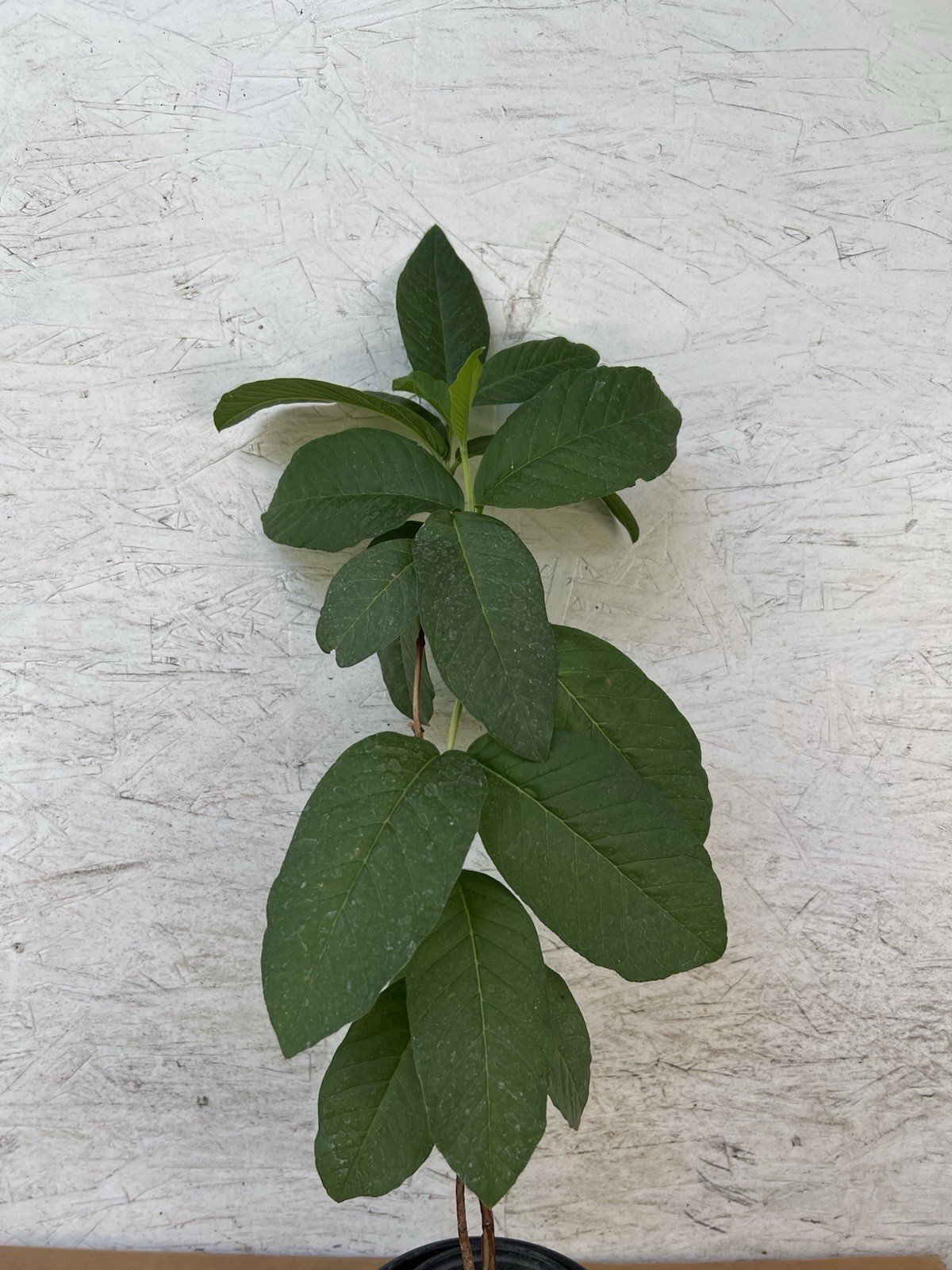 Guava Tree 15” Pink Guava Fruit Tree Tropical Live Plant Ready To Plant
