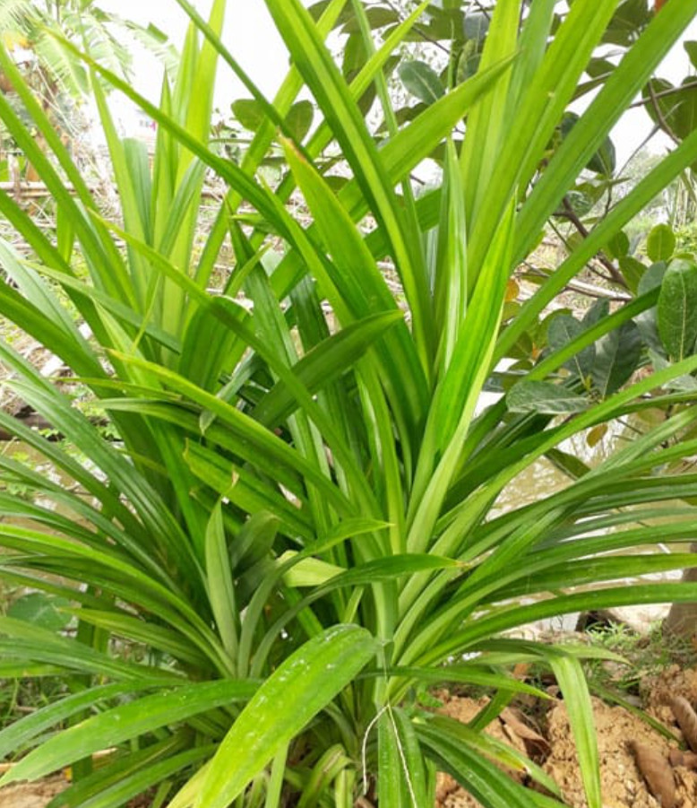 Live Pandan Leaves Plants – 12-16″ Tall in 3.5″ Pot – Fresh&Healthy – No Ship CA