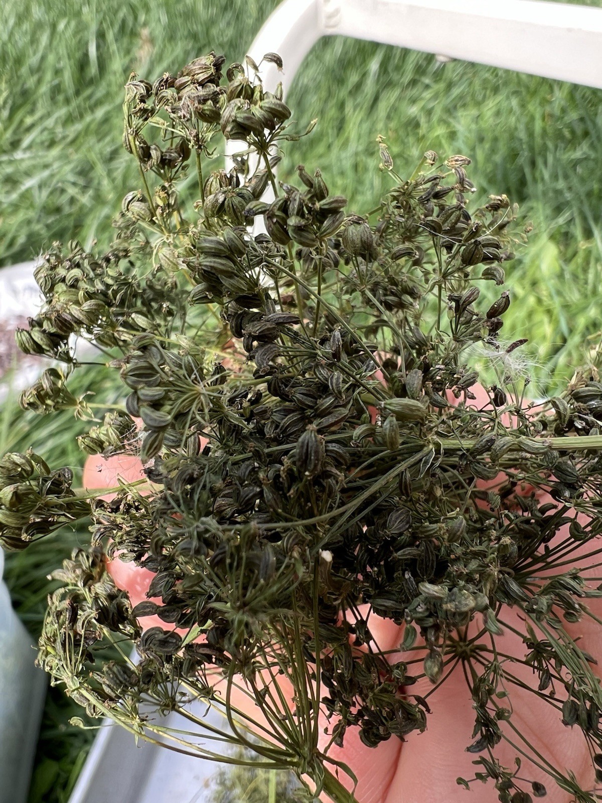 Perennial 20 Skirret seeds zone 3-9