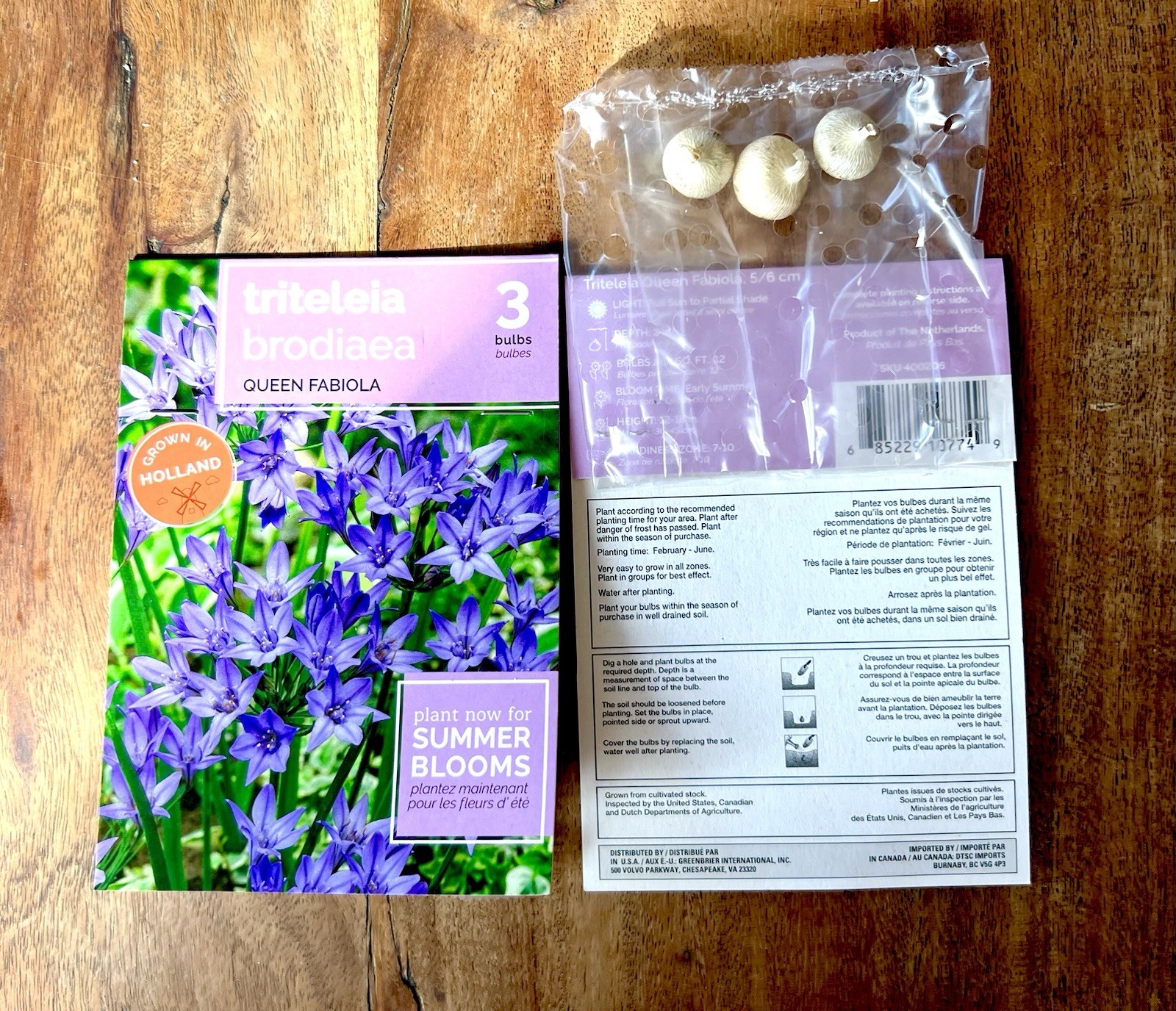 FLOWER SEED PACKS Mixed Lot HOLLAND Vibrant COLOR Varieties 24 Packages BULBS