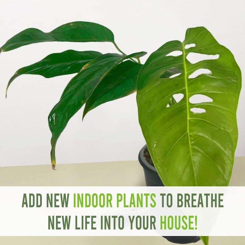 Monstera Unknown by LEAL PLANTS ECUADOR | Natural Décor Swiss Cheese Live Plant