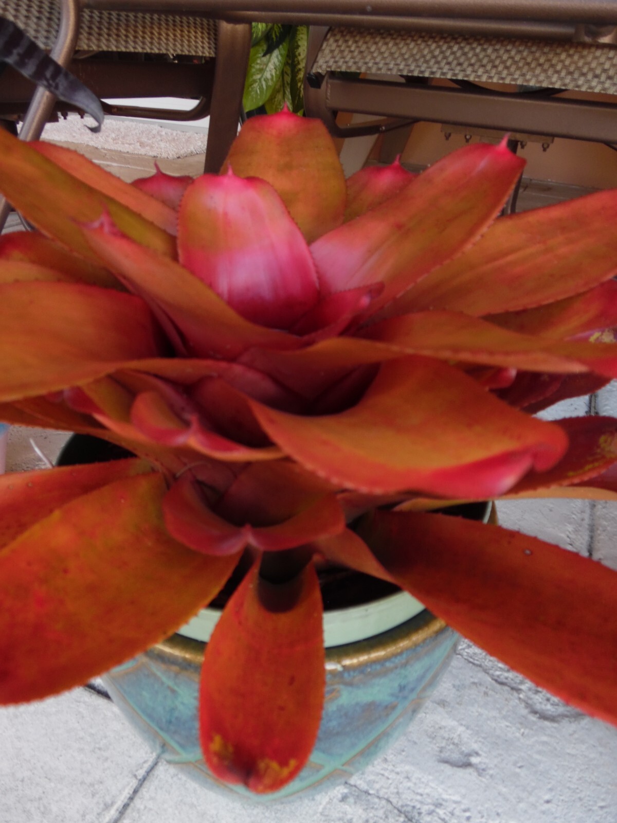 Neoregelia MANDARINA Bromeliad one tropical plant *MEDIUM*