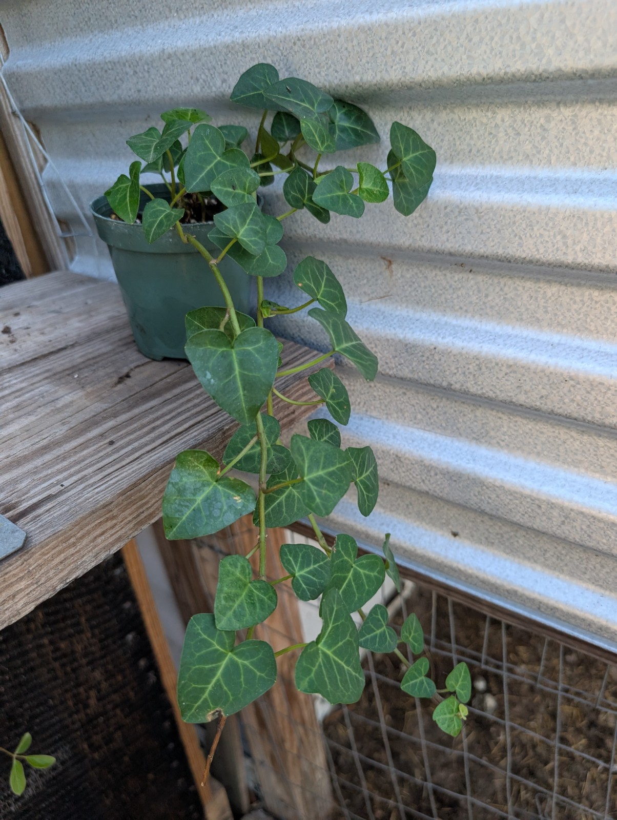 ‘My Heart’ Ivy Heart Shaped Leaves Hedera helix 4″ Pot Vine Easy Care Houseplant