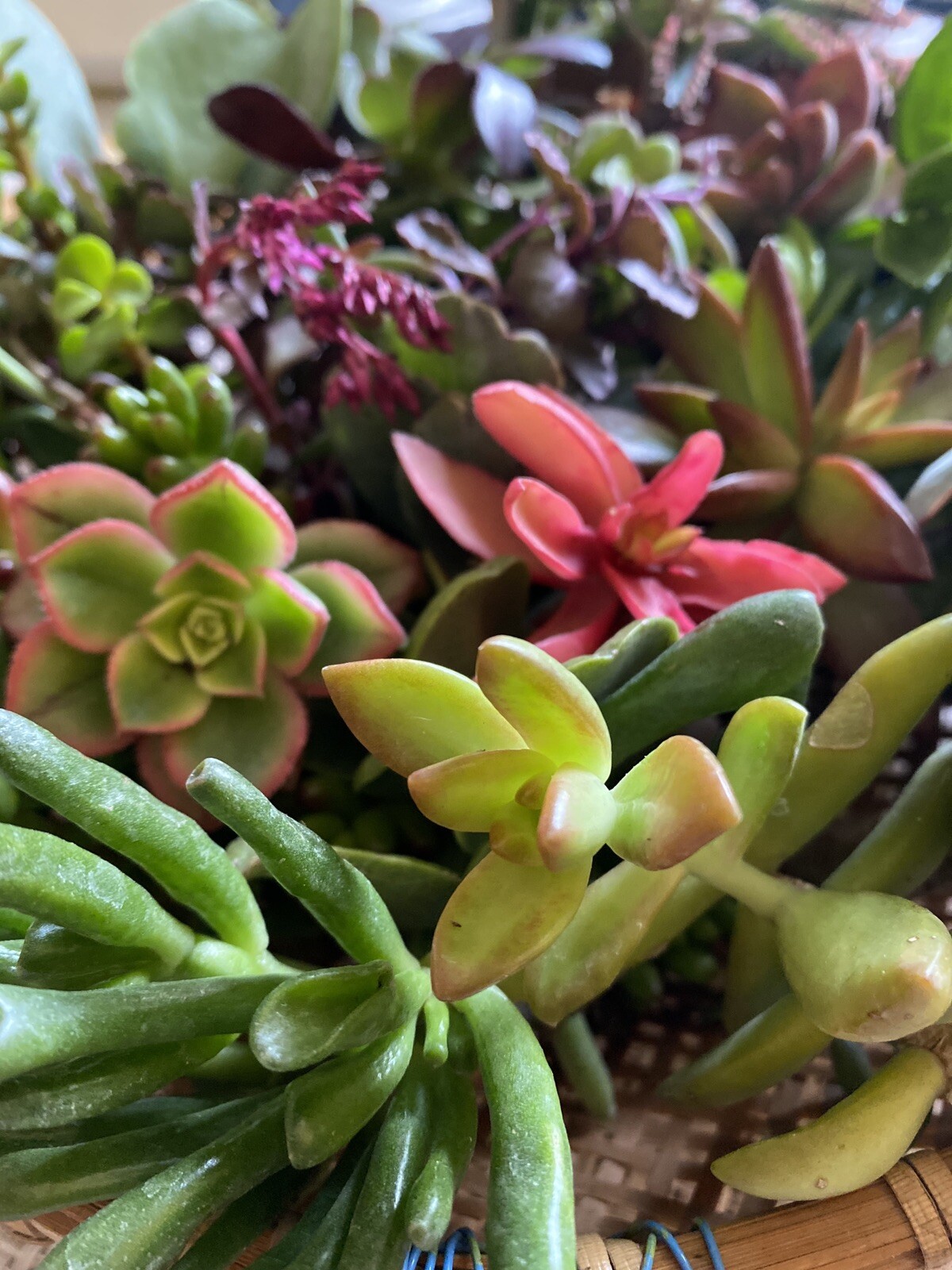 QUANTITY: 10 ORGANIC VARIETIES SUCCULENT – ASSORTED CUTTINGS $13.99