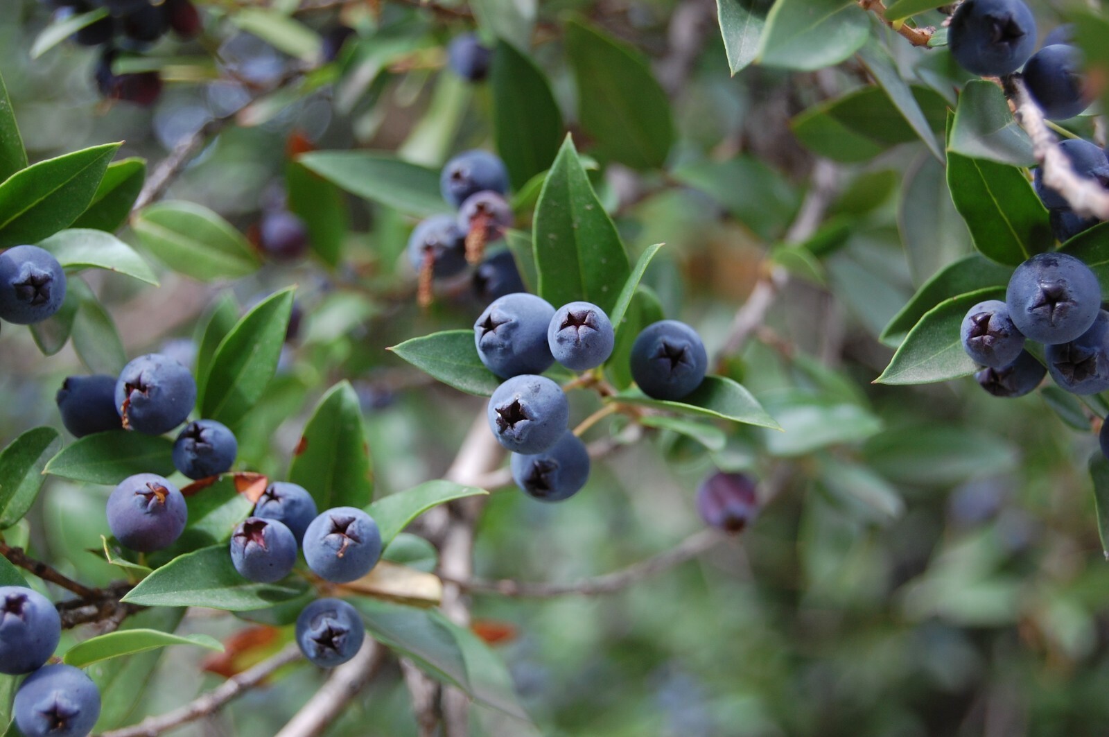 True Blue Sweet Myrtle (Myrtus communis L.) 30 Seeds (06)