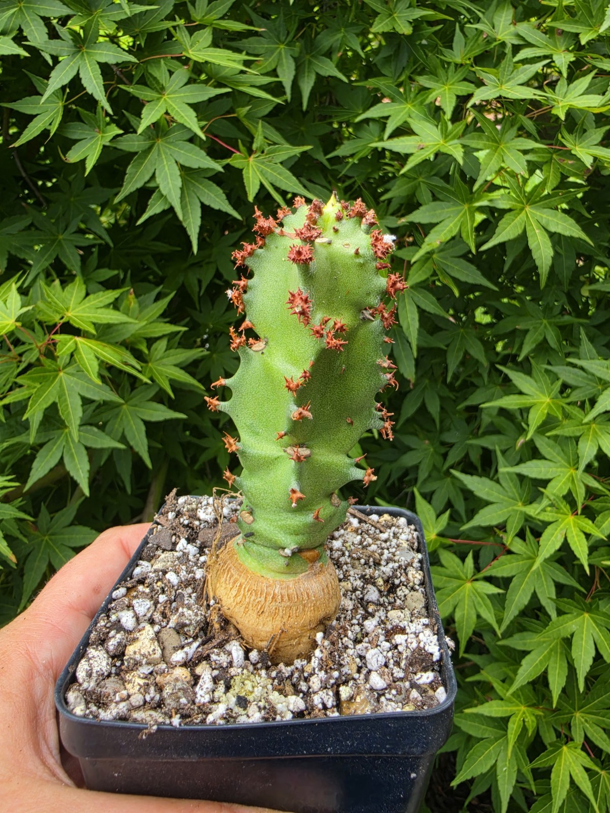 Monadenium Spectabile Rare Caudex Live Succulent Plant