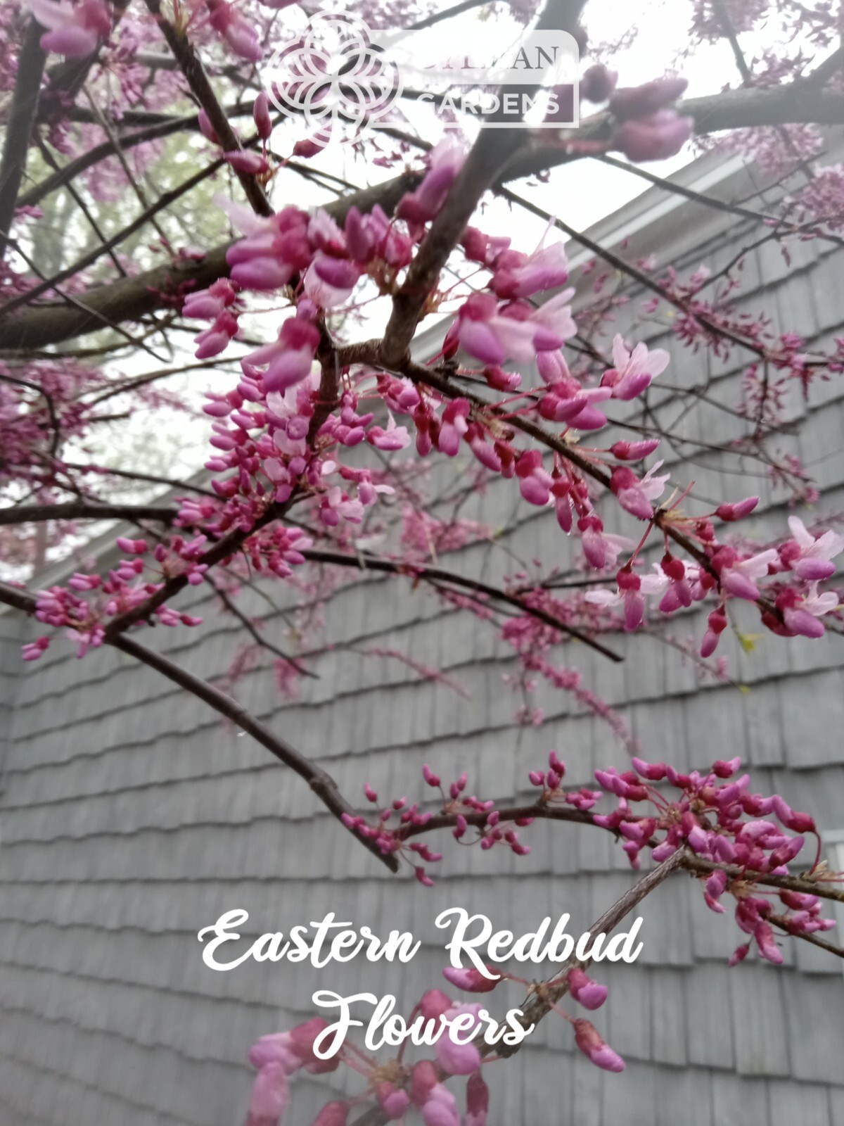 Eastern Redbud Tree (Cercis canadensis) – Pink Spring Blooms – Multiple Sizes