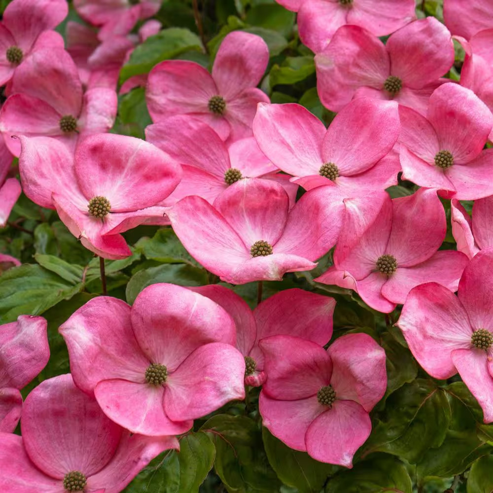 Pink Flowering Dogwood Dormant Bare Root Ornamental Starter Tree (1-Pack)