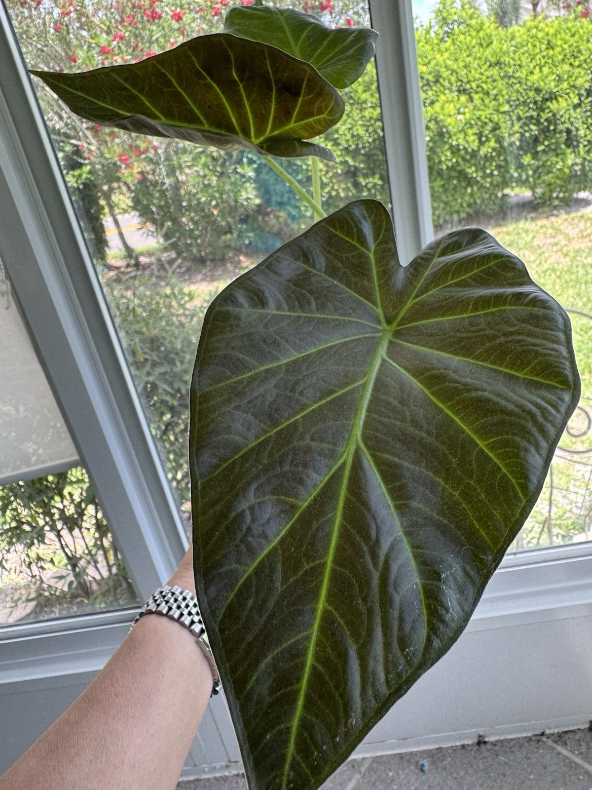 Alocasia Regal Shield in 5” Grow Pot — Tropical Aroid (Elephant Ear) Only 4 left