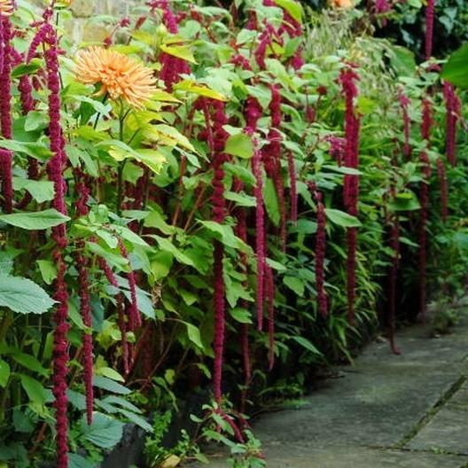 Amaranth LOVE LIES BLEEDING Tassel Flower Callaloo RED Non-GMO Edible 1500 Seeds