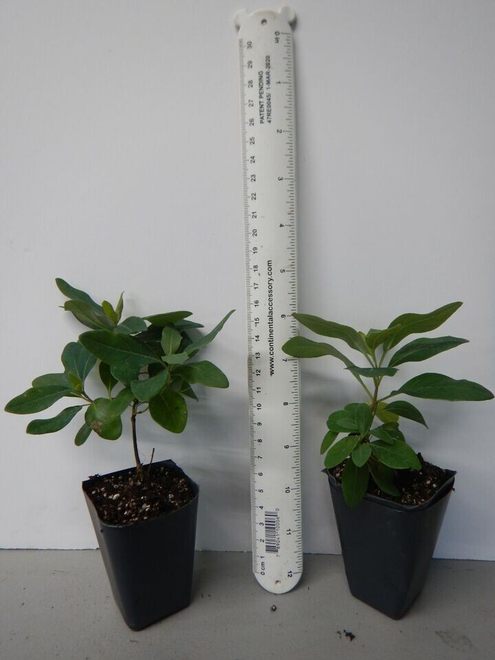 TRUMPET CORAL HONEYSUCKLE VINE Lonicera Sempervirens Starter Plant*USA SELLER*