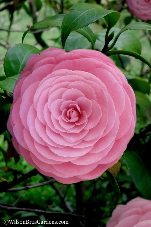 **PEARL MAXWELL**Camellia Japonica–Live STARTER Plant–VERY UNIQUE PINK BLOOMS!