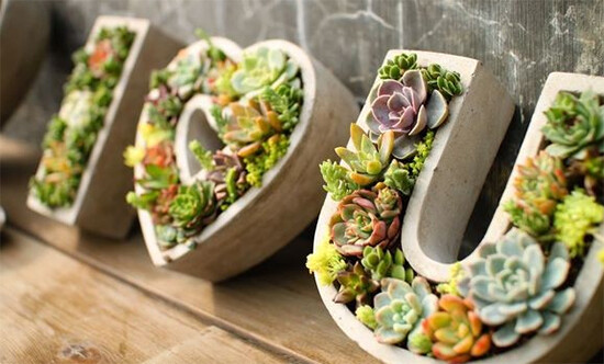 Assorted Succulent Cuttings, Clippings With 10 varieties plants for Garden Decor
