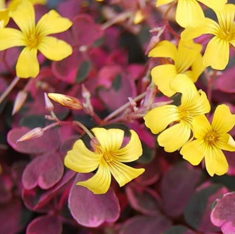 Shamrock Plum Oxalis Crazy Fairy Garden Plant Live Outdoor 2.5″ Pot