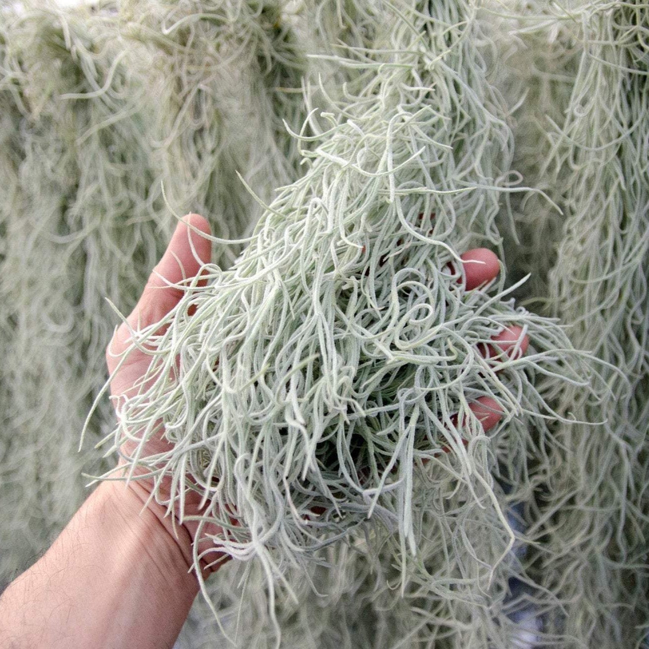 Spanish Moss – Live Spanish Moss Tillandsia Usneoides Hanging Air Plant Live.