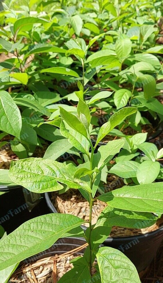 Persimmon Tree American Native Diospyros Virginiana Bareroot Seedling Live Plant