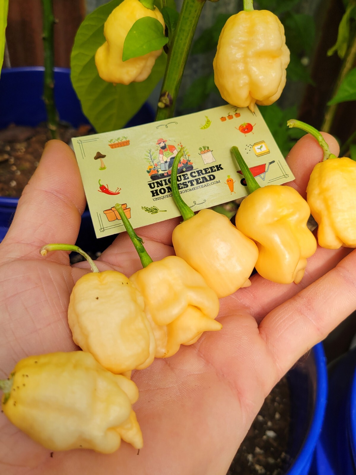 PEPPER X Peach Pepper Seeds 2,693,000+ Scoville SUPER HOT Official World Record