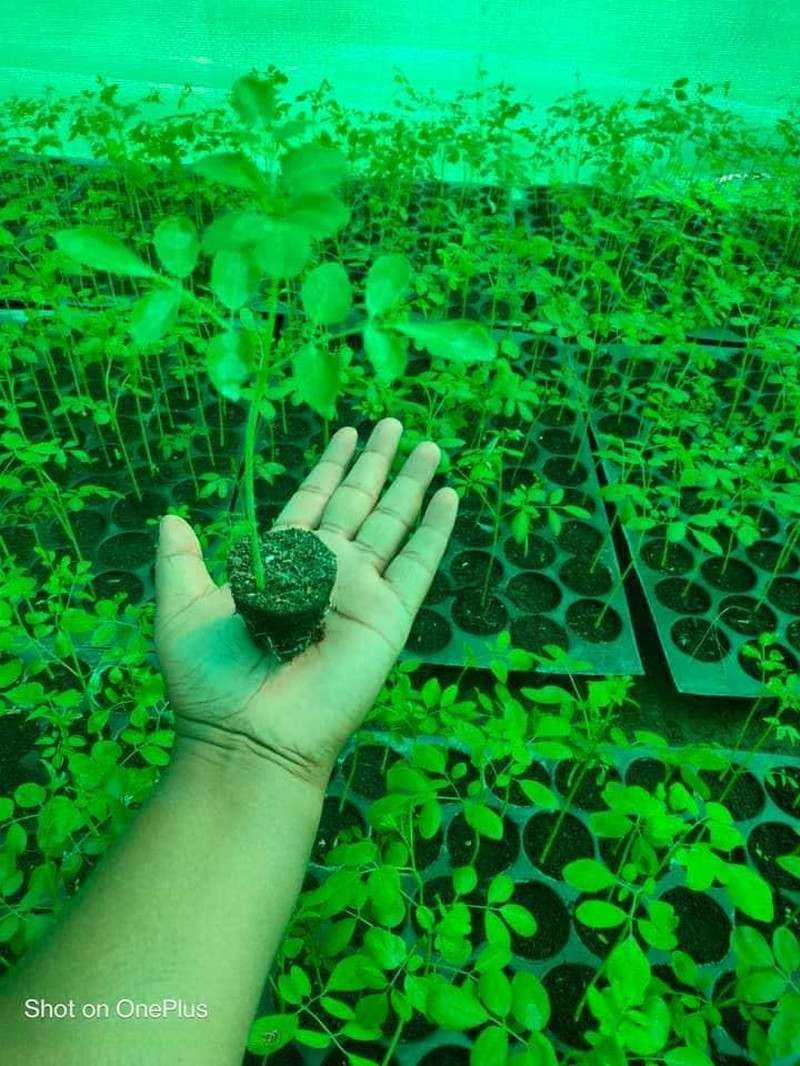 100 Moringa Seeds Approx | Moringa Seeds for Planting | Edible, Excellent Germin
