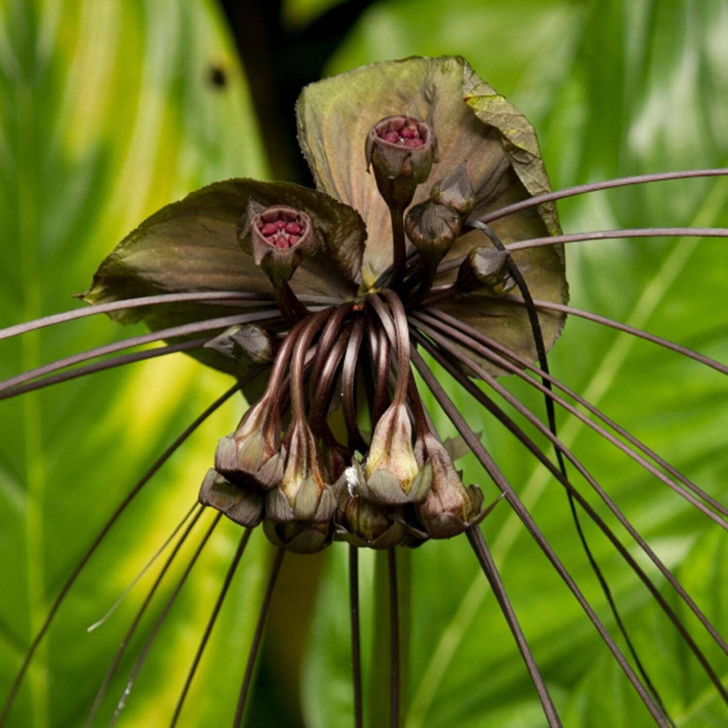 Black Bat Flower Plant – Tacca chantrieri – Live Plant