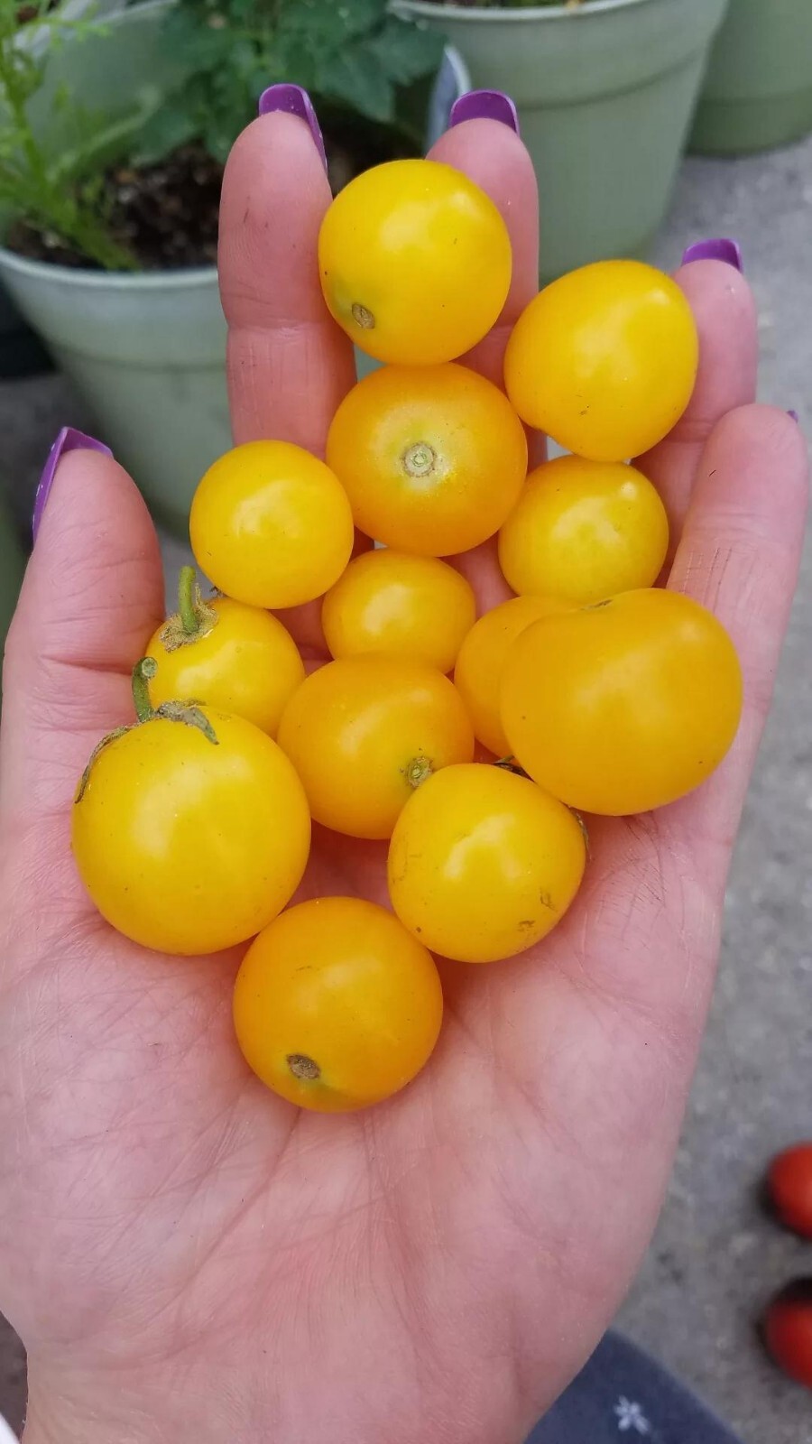 Patio Choice Yellow Micro Dwarf Tomato Seeds 10 Organic Seeds