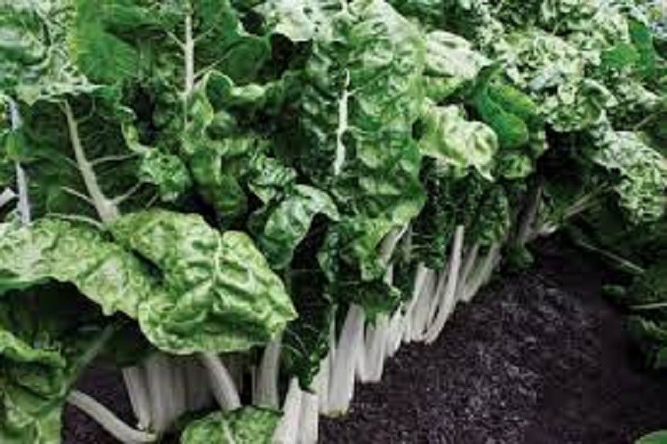 Premium Fordhook Giant Swiss Chard – Fresh Organic Heirloom Seed – 20% off any 3