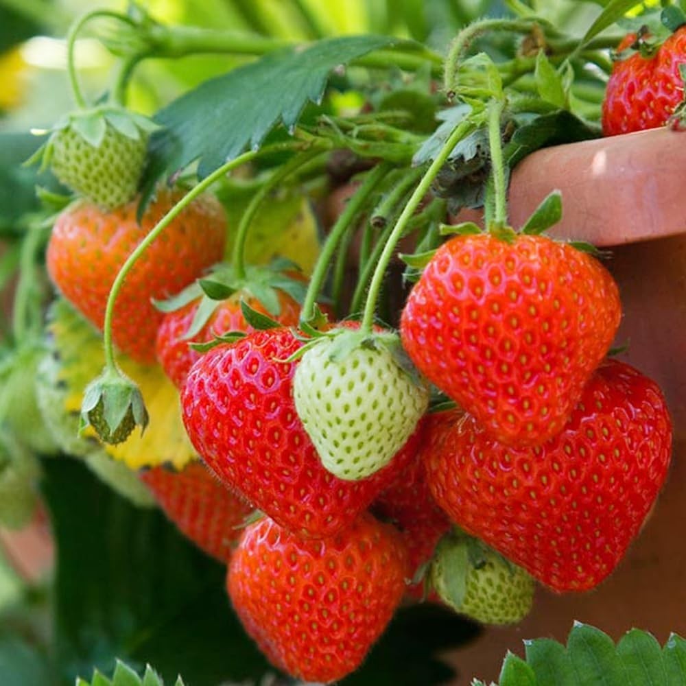 300 Juicy, Sweet Heirloom Strawberry Seeds – High Germination Rate for Beginners