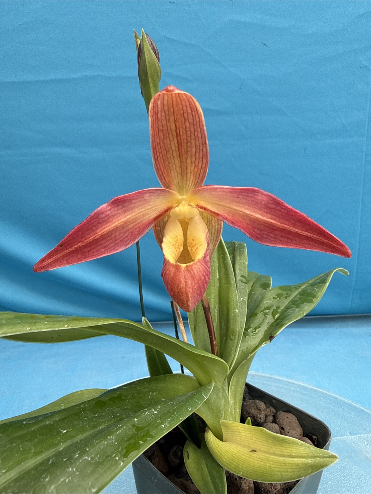 Phragmipedium Eric Young Orange Yellow Pink NBS Orchid New Import 4” Pot SPIKING