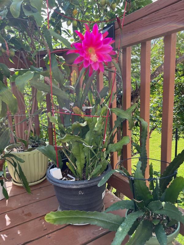 2 Epiphyllum Orchid Fresh cutting plants Cactus 8-12″, orange & purple