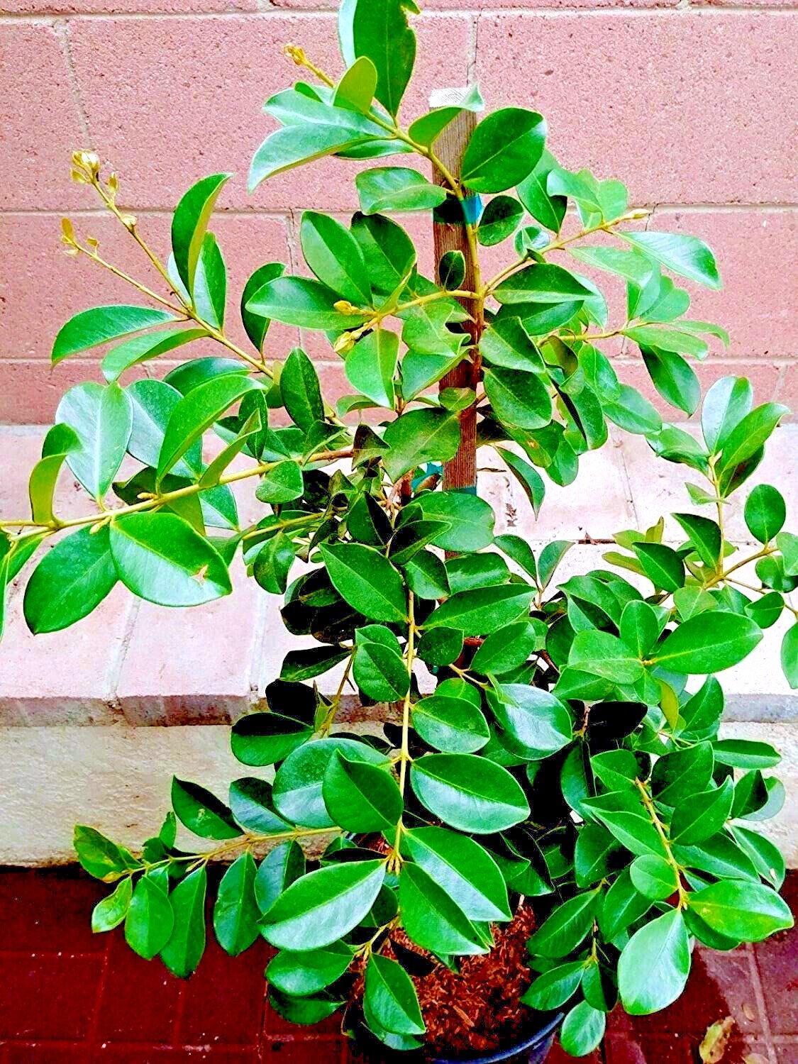 20 Strawberry Guava Tree Seeds (Psidium cattleianum) Edible Garden Fruit Plant