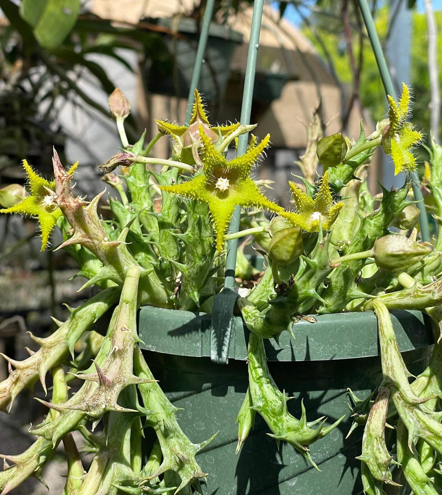 Orbea Dummeri Rooted In 3.5″ Pot – RARE! +1 Inch Lemon-Yellow Flowers!