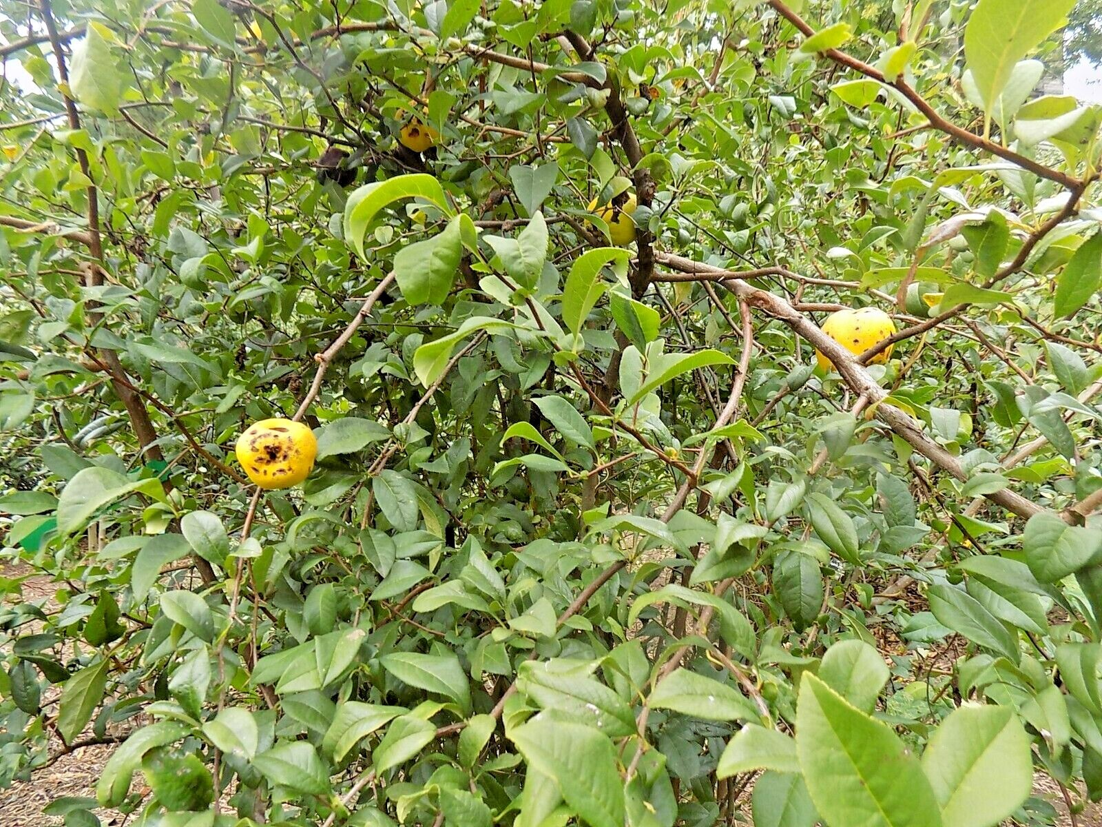 15 APPLE BLOSSUM JAPANESE QUINCE SEEDS – Chaenomeles speciosa ‘Apple Blossom ‘