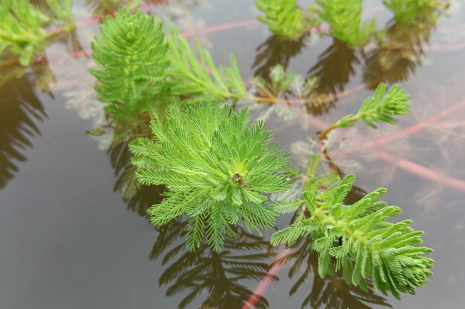 Parrot’s Feather Live Water Garden Pond Bog Plant *XL Bunches!* Buy 2 Get 1 Free