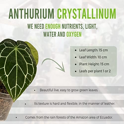 Anthurium Crystallinum by LEAL PLANTS ECUADOR |Green Live House Plants
