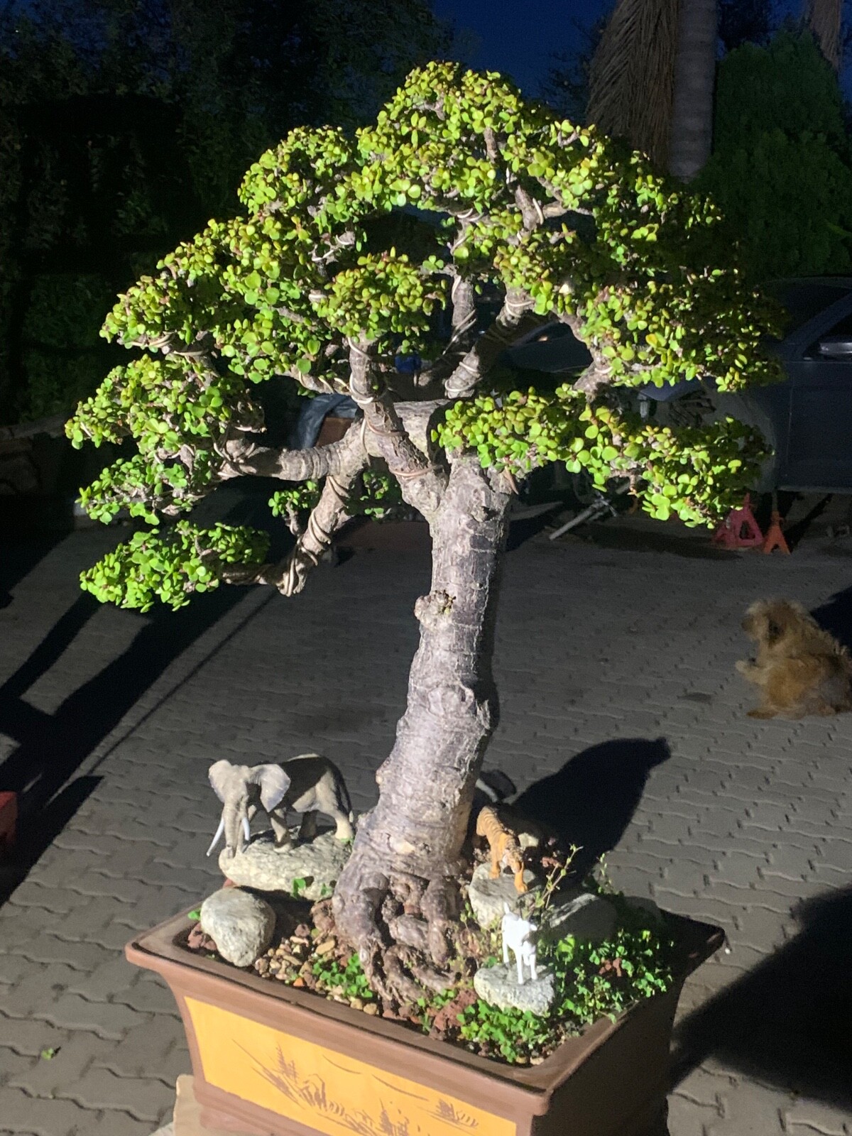 Portulacaria Afra Bonsai Tree Live Jade Indoor Succulent Elephant Bush 30″ Tall