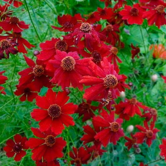 Coreopsis PLAINS TALL RED Heirloom Pollinators Deer Resistant Non-GMO 200 Seeds!