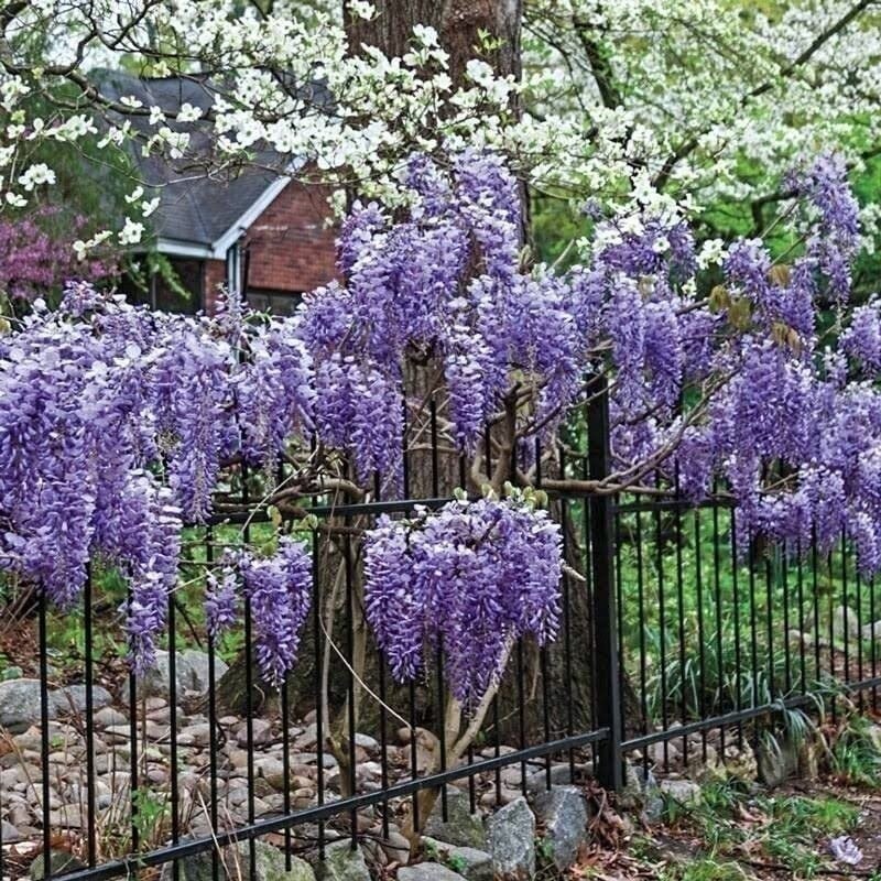 Wisteria | 2 Inch | Wisteria frutescens | Climbing Vine | Purple Flowers | Tree