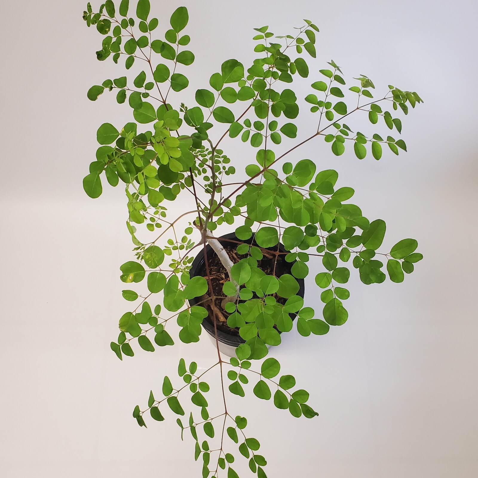 2-3ft Grown Moringa Oleifera Potted Tree 6 Months Old Nutritious Edible Leaves