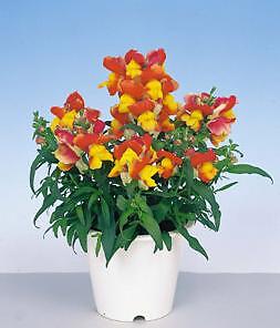 Snapdragon Floral Showers Apricot Bicolor 2,000 seeds