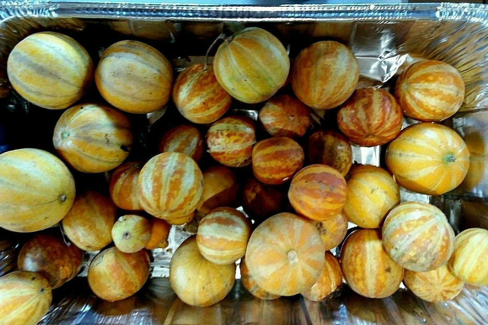 Plum Granny Melon Seeds – Mini Melon’s – 15 Seeds – Loads of fruit – Comb. S/H