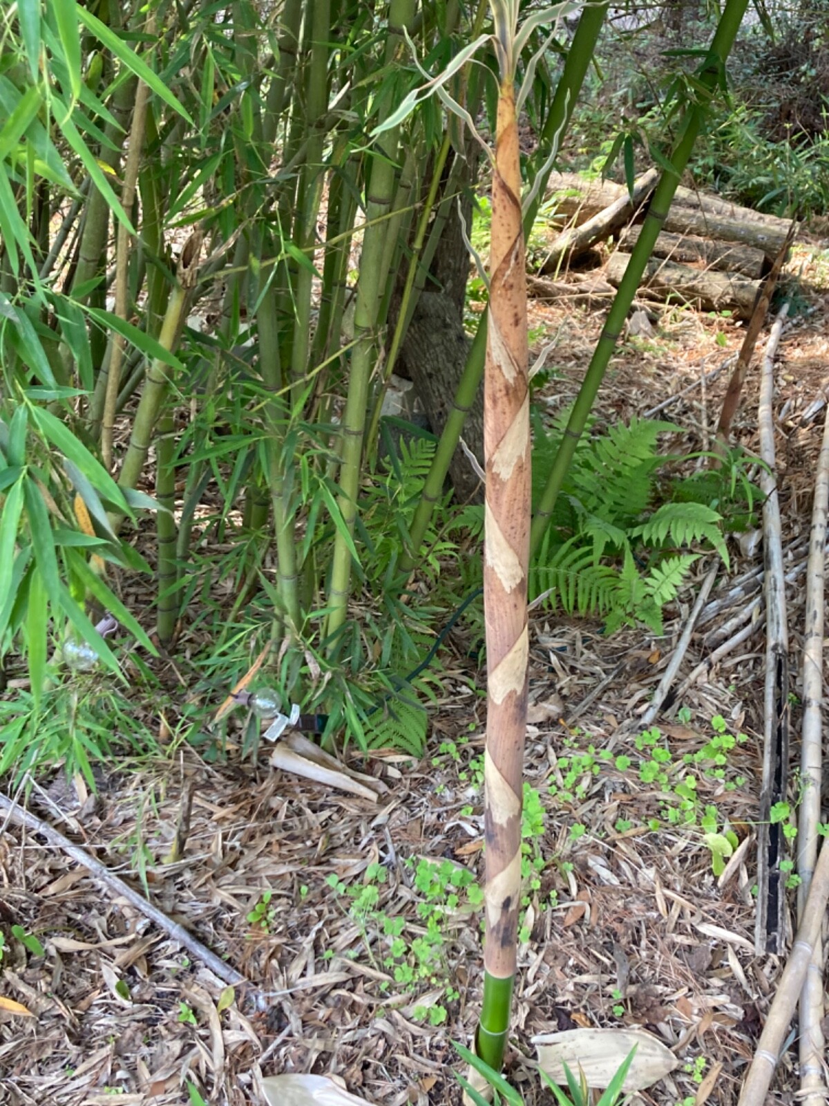 LIVE Phyllostachys vivax rhizomes X15 Chinese timber) FreeShipping4doubleorders