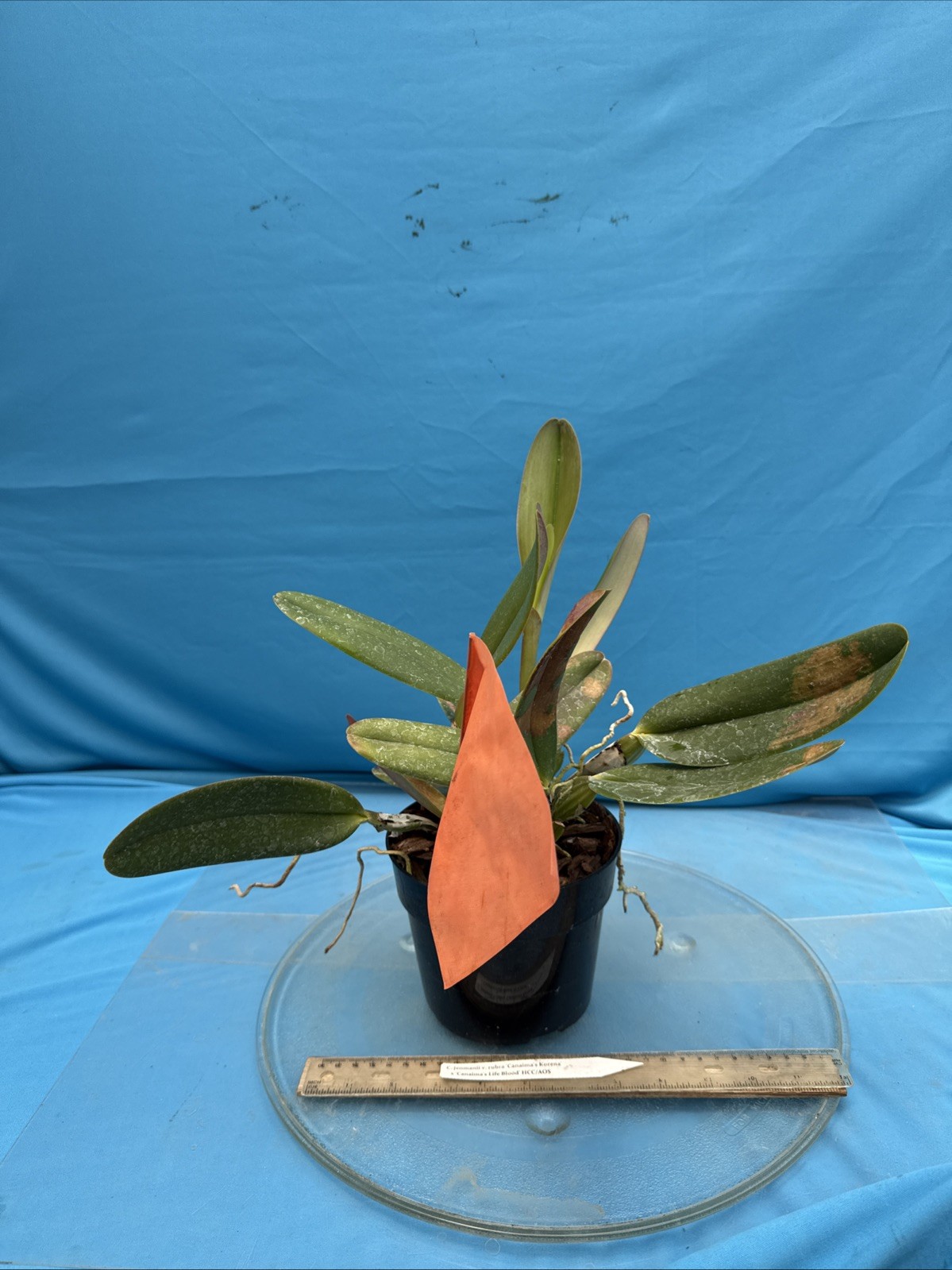Cattleya jenmanii Rubra Fragrant Species Orchid 7” Pot SHEATH + 3 New Growths