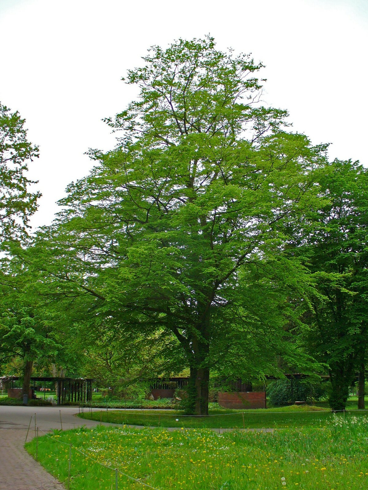 European Hornbeam (Carpinus Hornbeam), 20 seeds