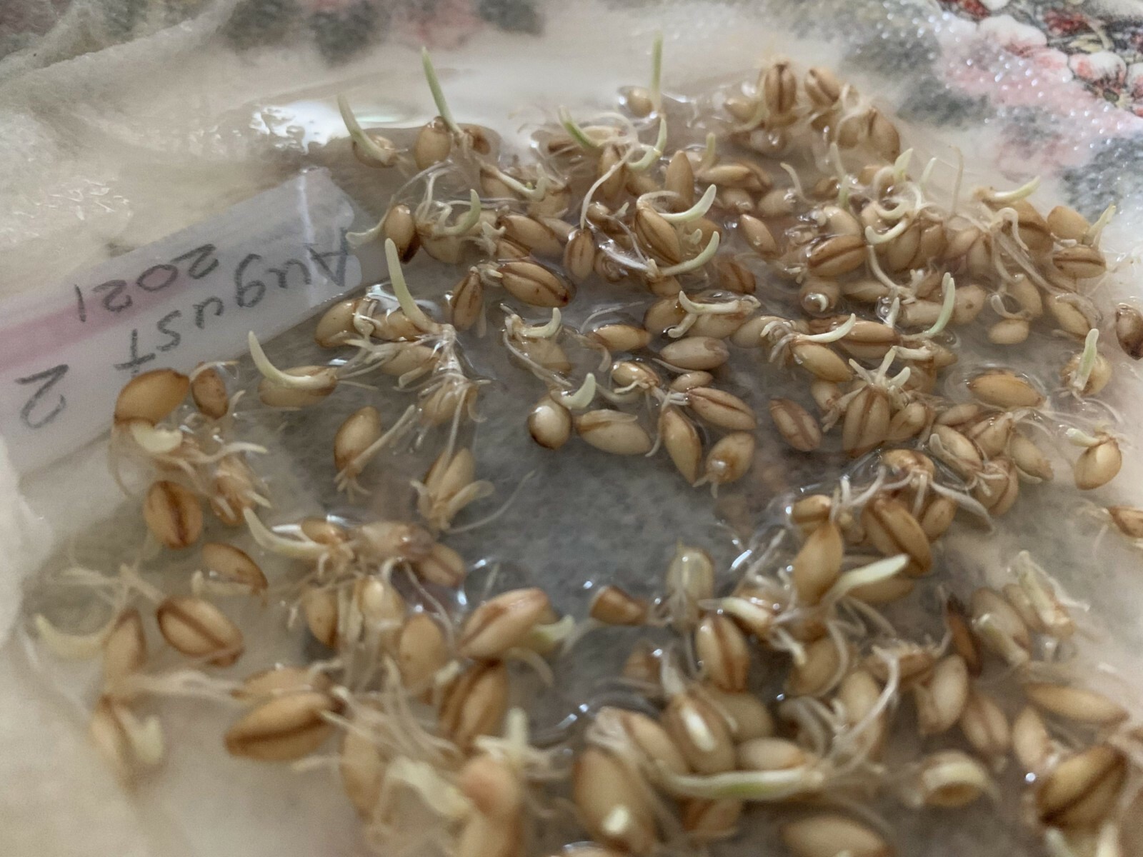 200 Seeds of Barley High Germination Rate, Heirloom Non-GMO Fresh Seeds